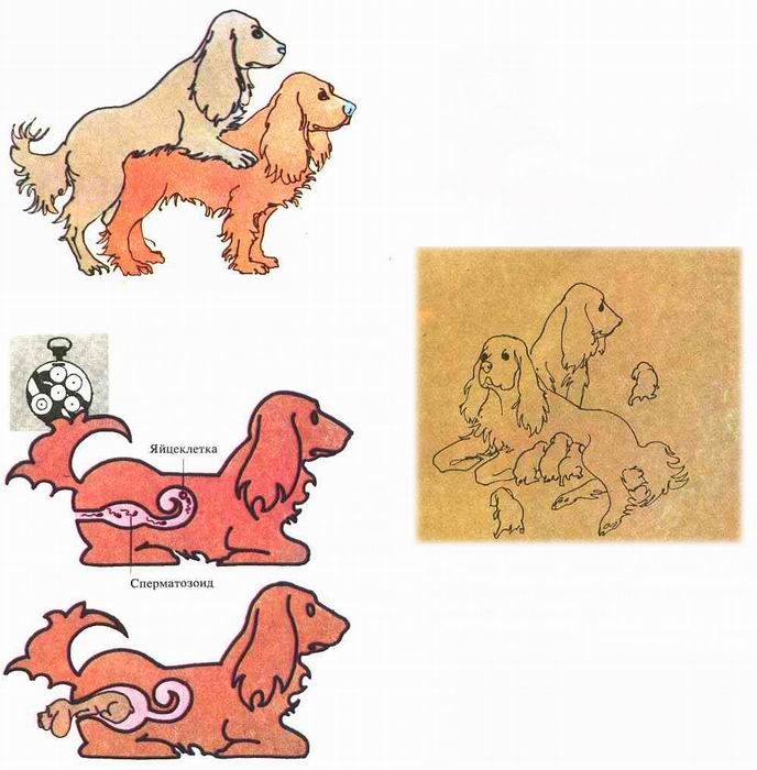 Сношение и роды у собак (рисунок). Американский кокер спаниэль.